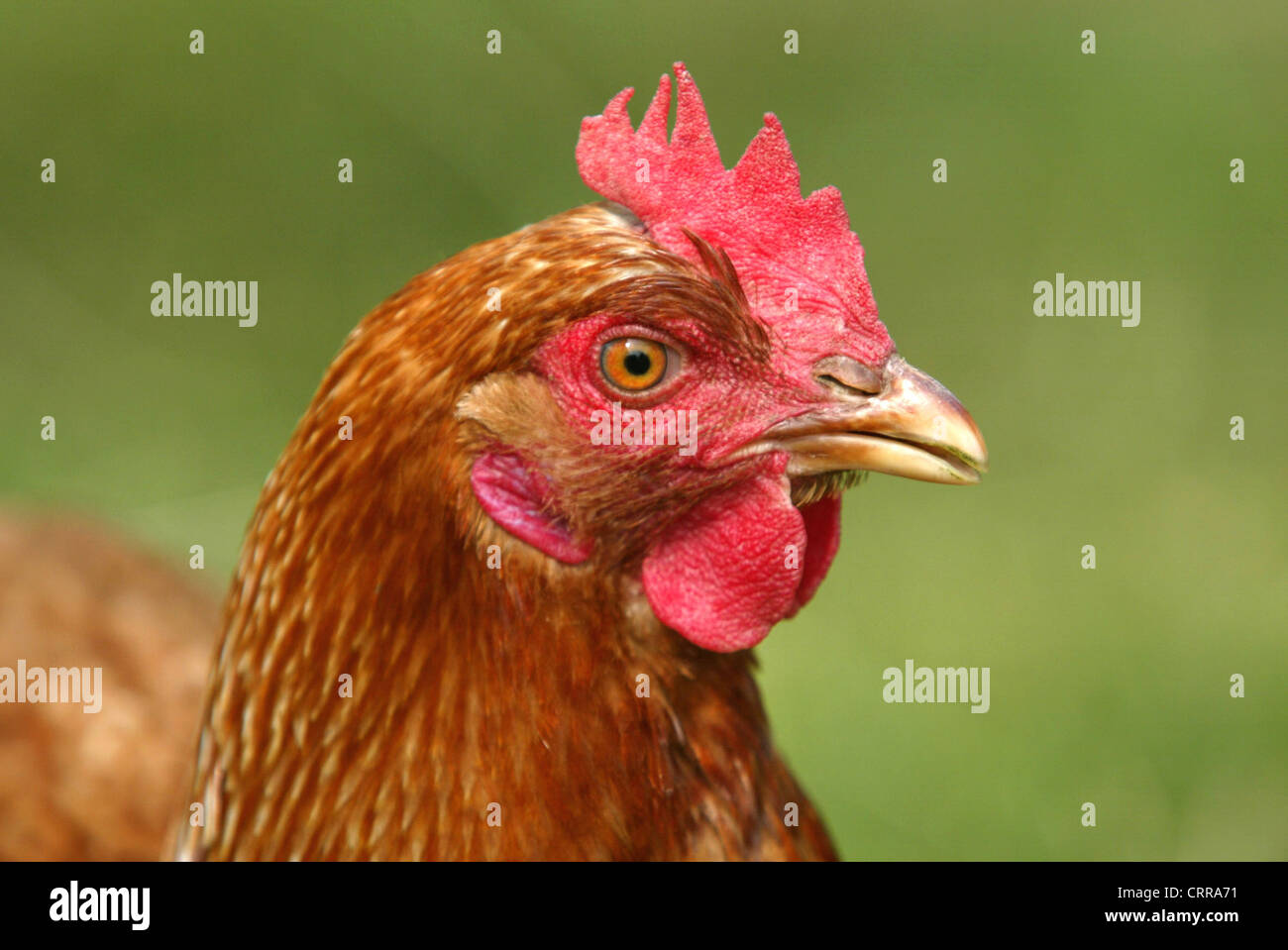 Chickens cockscomb hi-res stock photography and images - Alamy