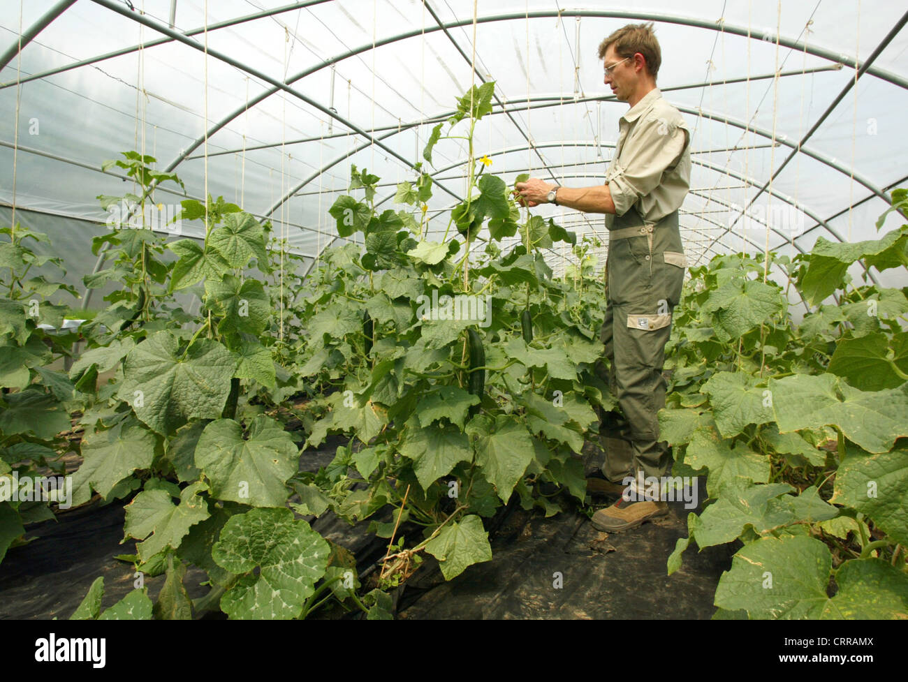 Cucumber cultivation on an organic farm in Food Stock Photo Alamy