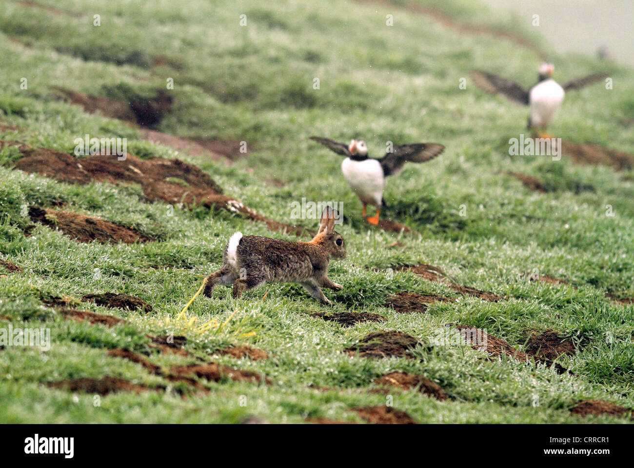 Skomer Rabbits Rabbit and Puffins on Skomer Island Stock Photo - Alamy