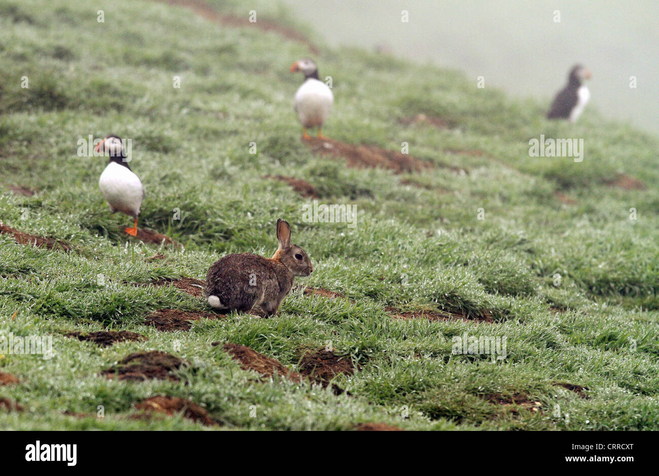 Skomer Rabbits Rabbit and Puffins on Skomer Island Stock Photo - Alamy