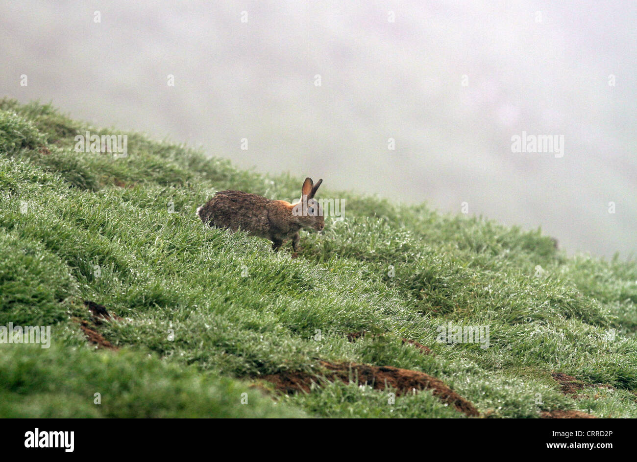 Skomer Rabbits Rabbit on skomer island hi-res stock photography and images - Alamy