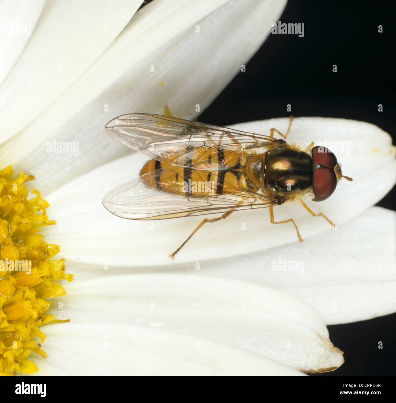 Hover-fly (Episryphus balteatus) adult on a composite flower Stock Photo