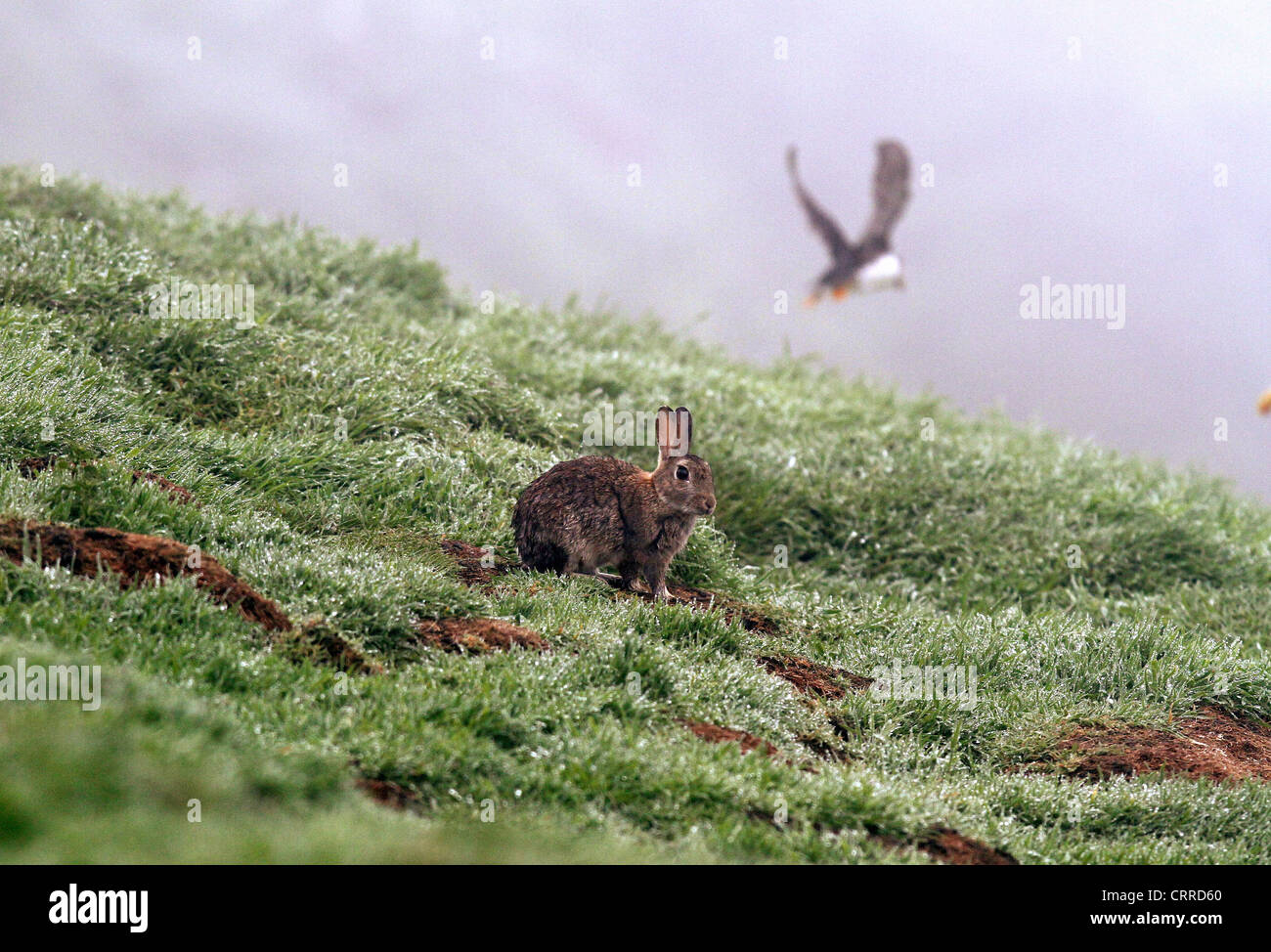 Skomer Rabbits Rabbit with bird in the background on Skomer Island Stock Photo - Alamy