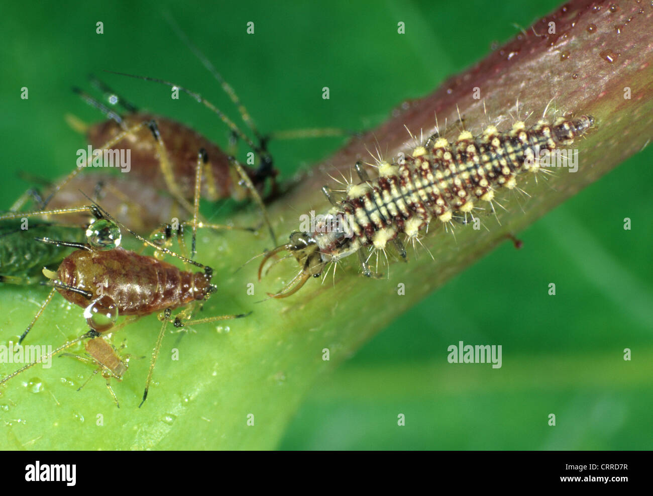 Common green lacewing (Chrysoperla carnea) larvae preying on rose aphids Stock Photo