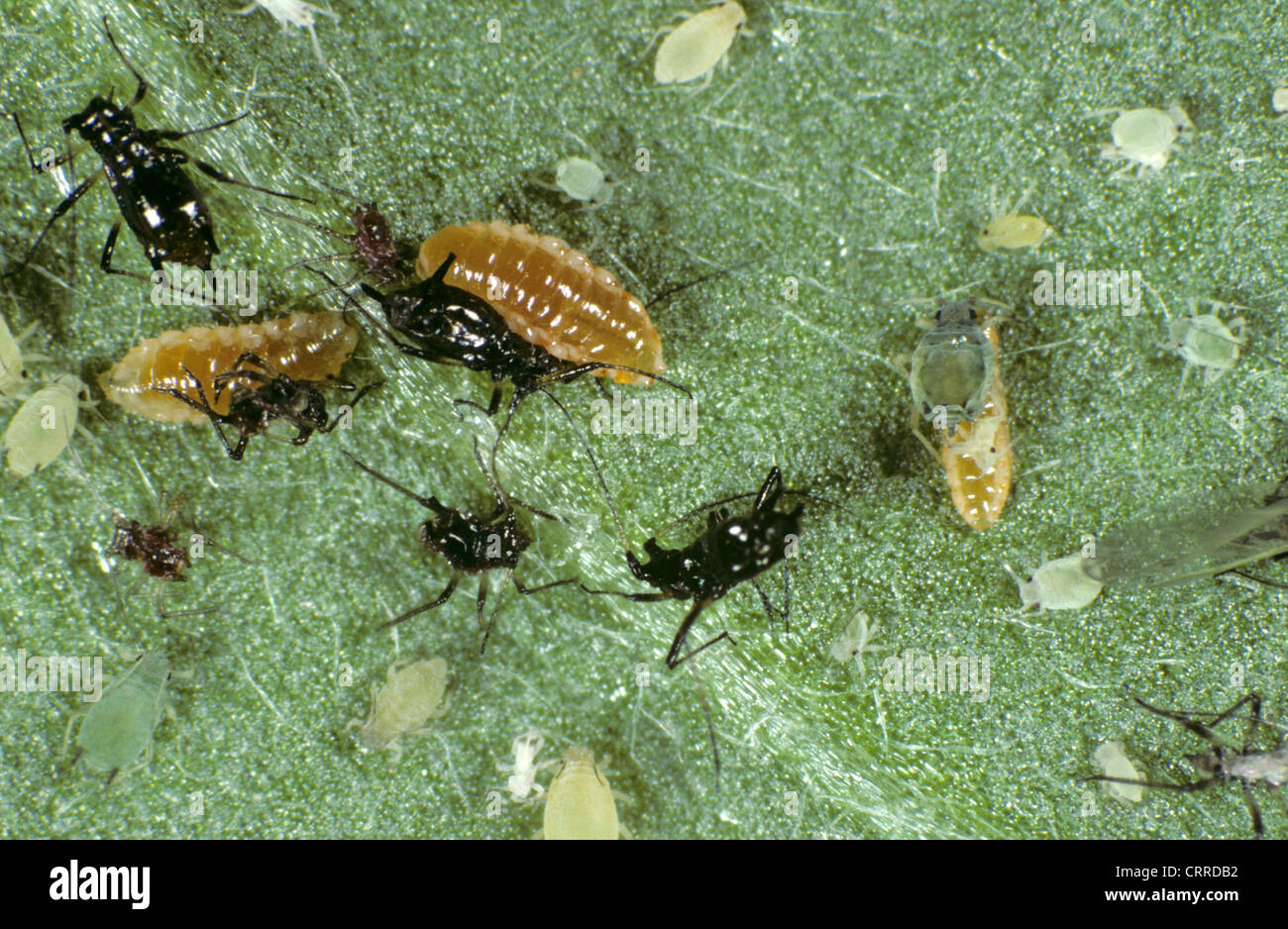 Predatory midge larvae (Aphidoletes aphidimyza) feeding on chrysanthemum aphids Stock Photo