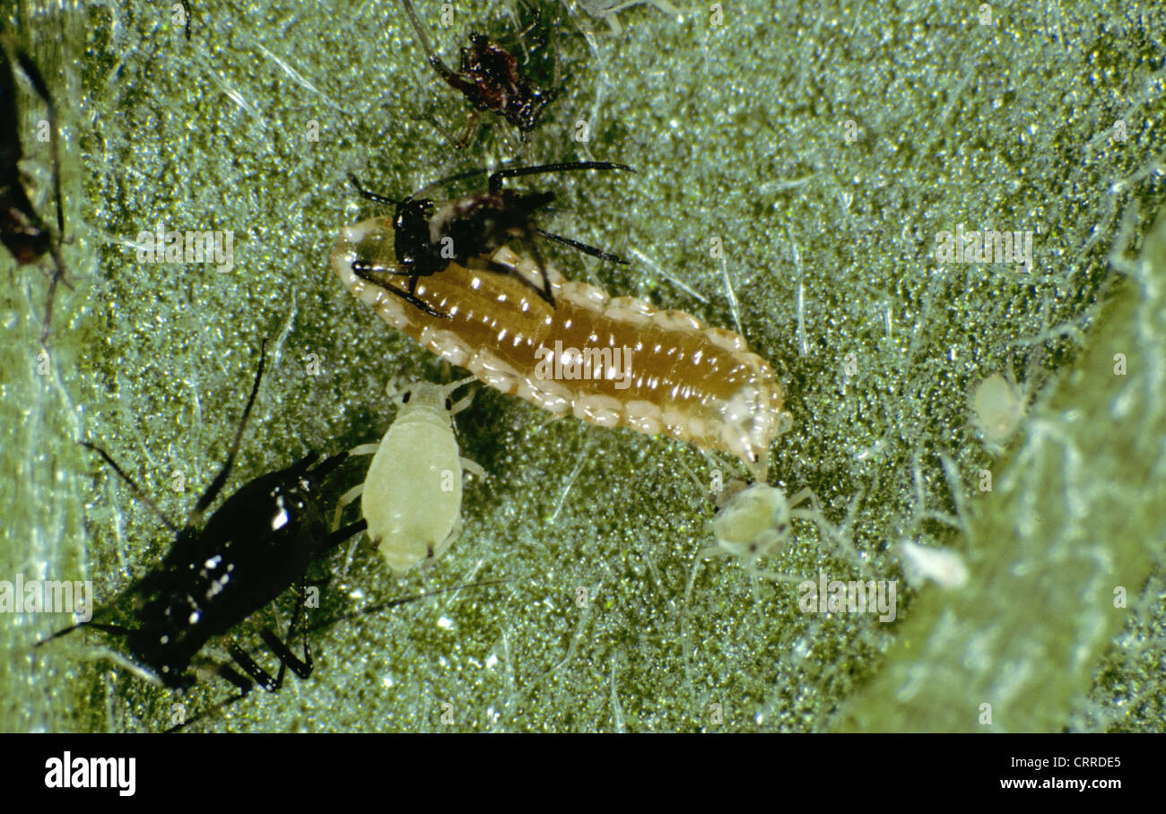 Predatory midge larvae (Aphidoletes aphidimyza) feeding on chrysanthemum aphids Stock Photo