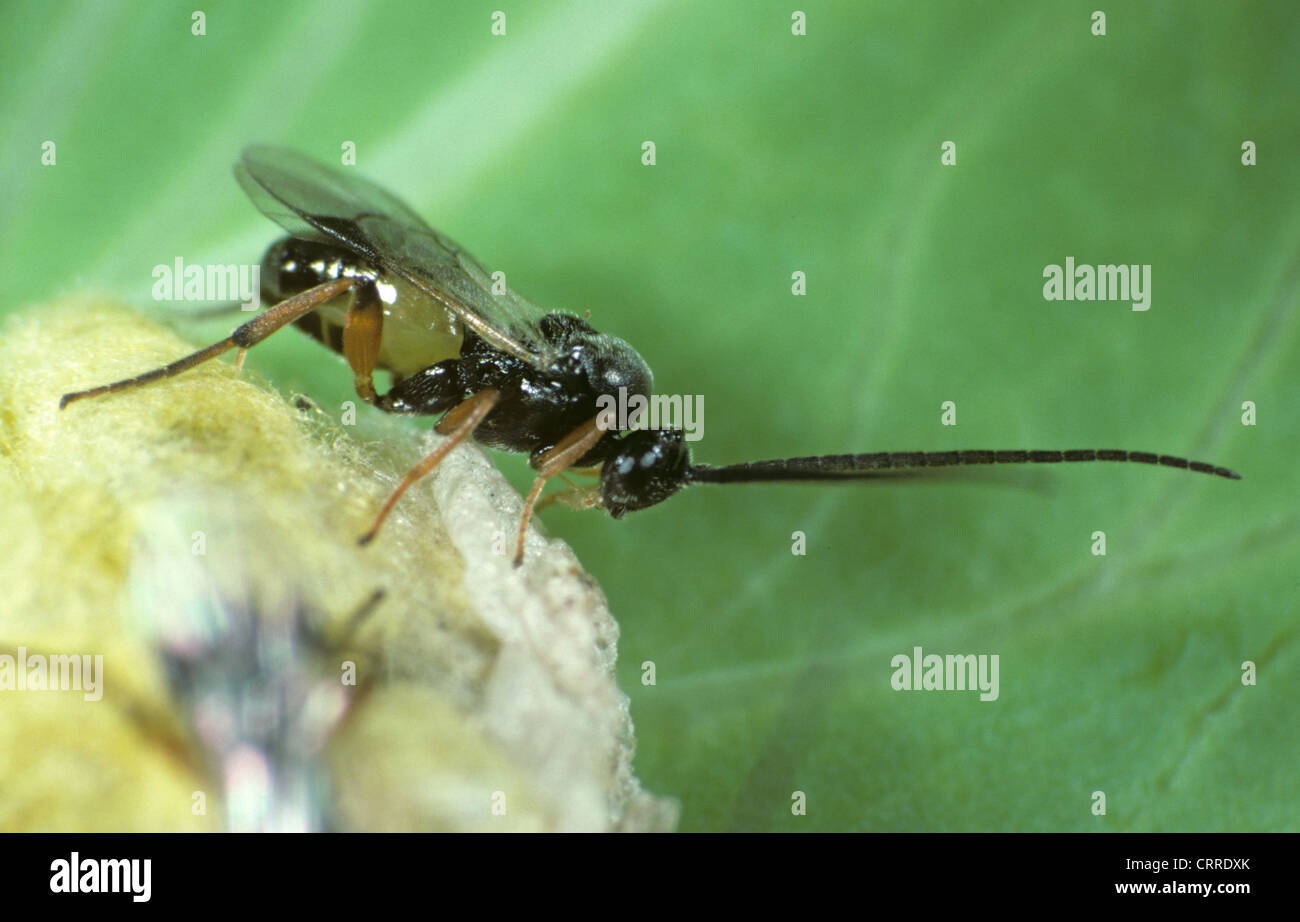 A braconid wasp (Cotesia glomerata) wasp newly emerged adult on pupal cocoon Stock Photo