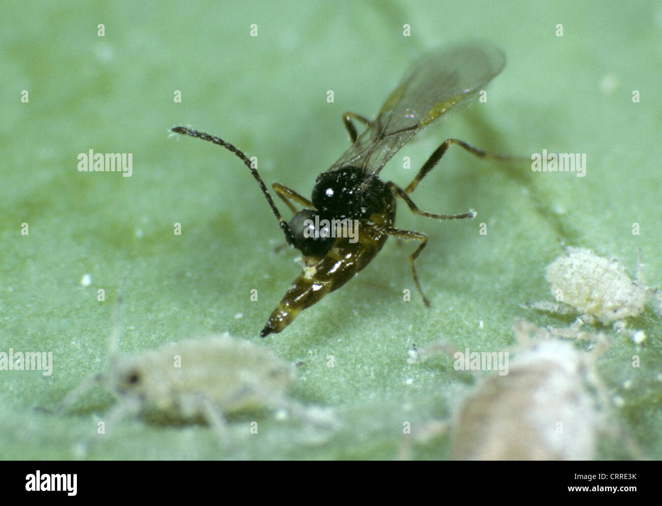 Parasitoid wasp Diaeretiella rapae laying her eggs in a mealy cabbage aphid Brevicoryne brassicae Stock Photo