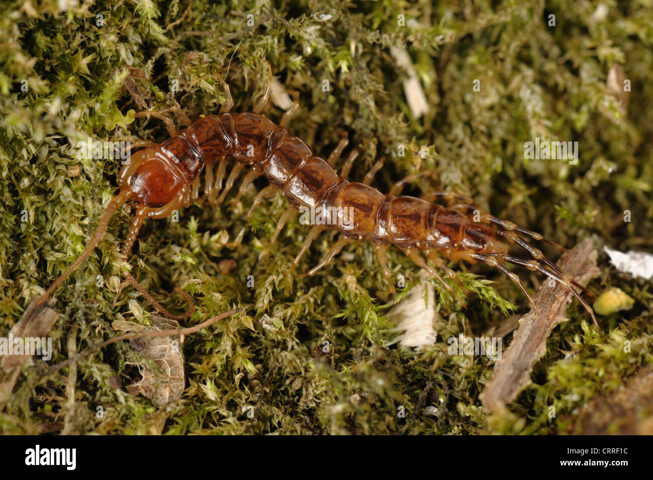 A centipede Lithobius forficatus adult Stock Photo