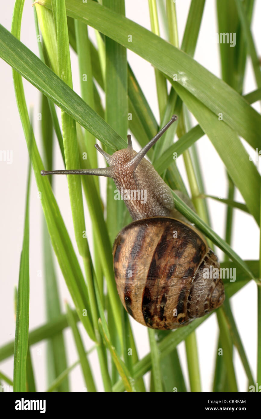 Garden snail Cornu aspersum climbing over grass Stock Photo