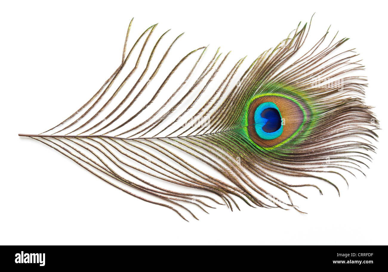 peacock feather on white background cutout [cut out] Stock Photo