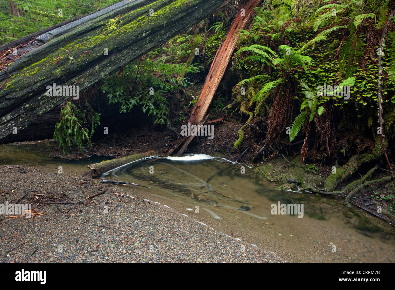 Fallen tree roots sequoia tree hi-res stock photography and images - Alamy