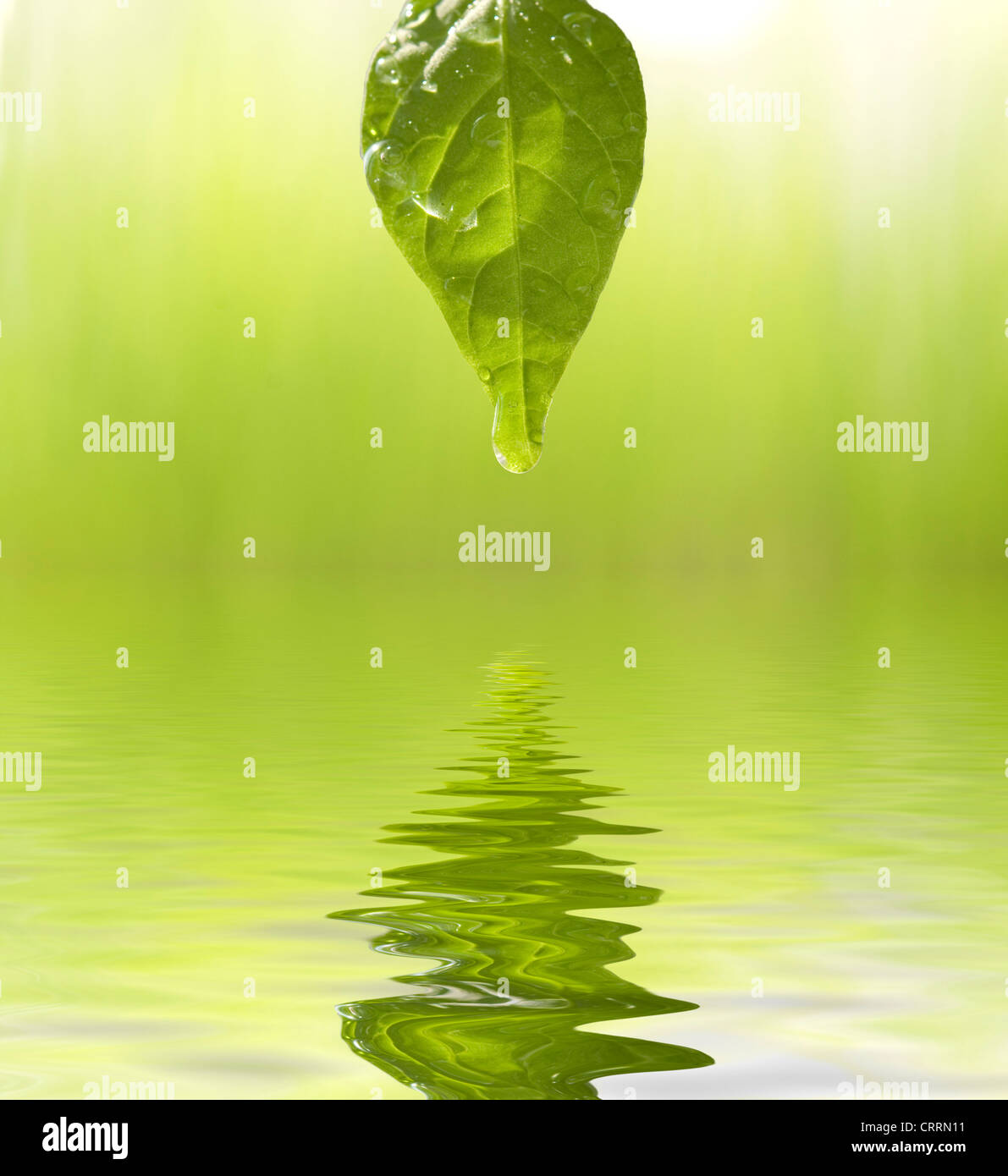 Drops dew on leaf hi-res stock photography and images - Alamy