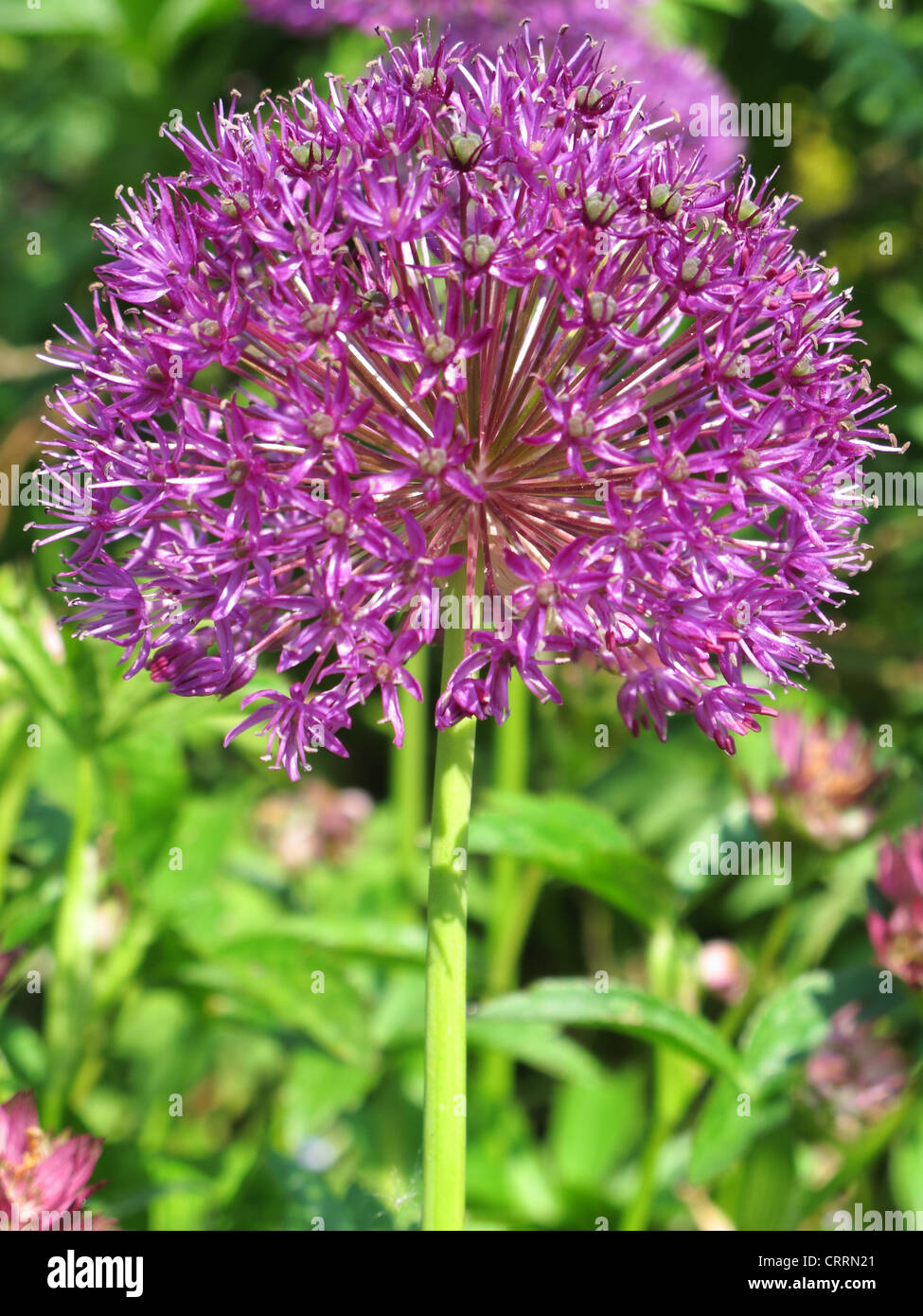 Purple flower stem hi-res stock photography and images - Alamy