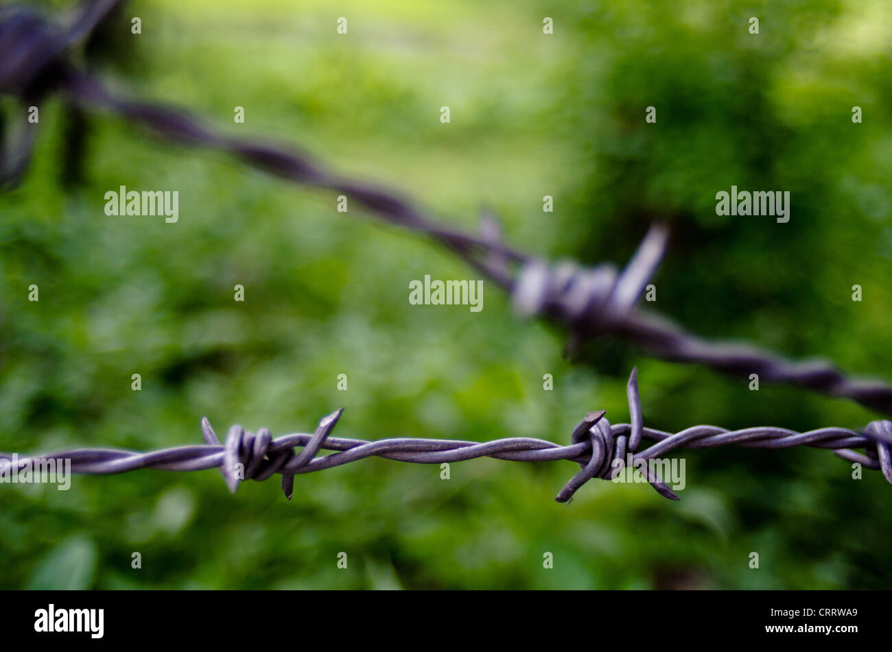 Barbed wire fence against out of focus green outdoor background Stock ...