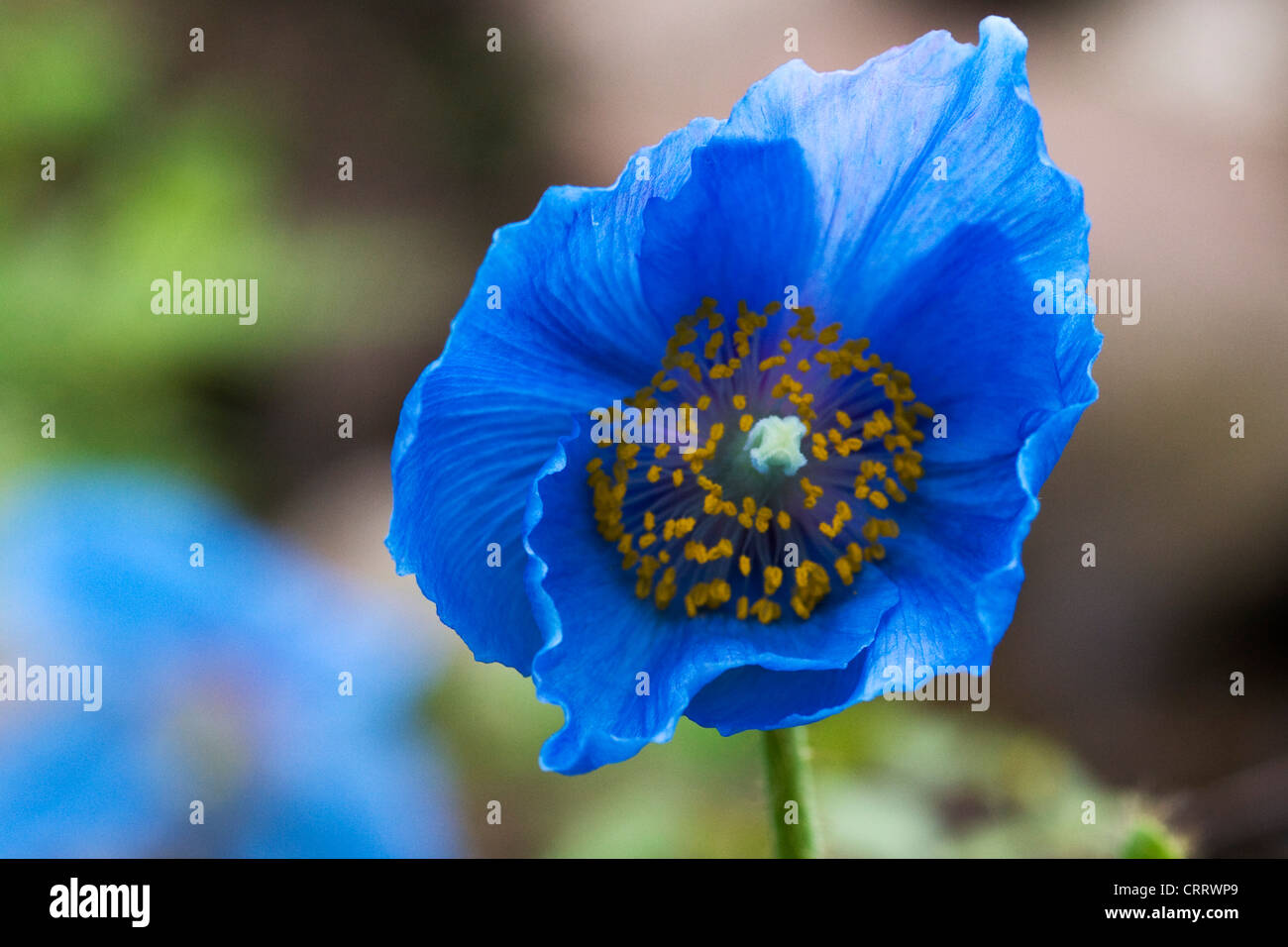 Close up of a Himalayan Poppy Lingholm Blue Flower Stock Photo