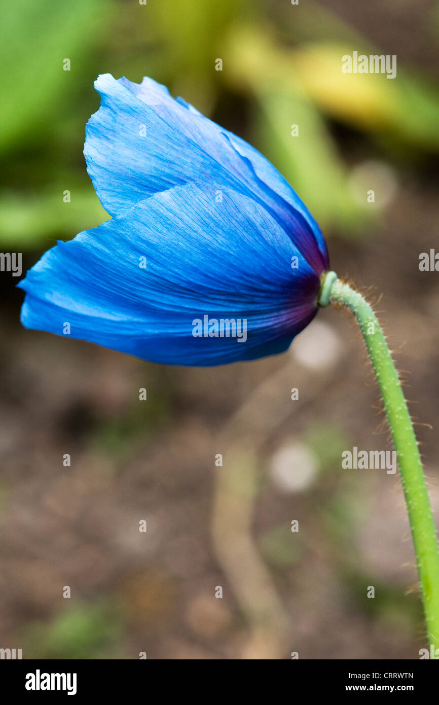 Close up of a Himalayan Poppy Lingholm Blue Flower Stock Photo