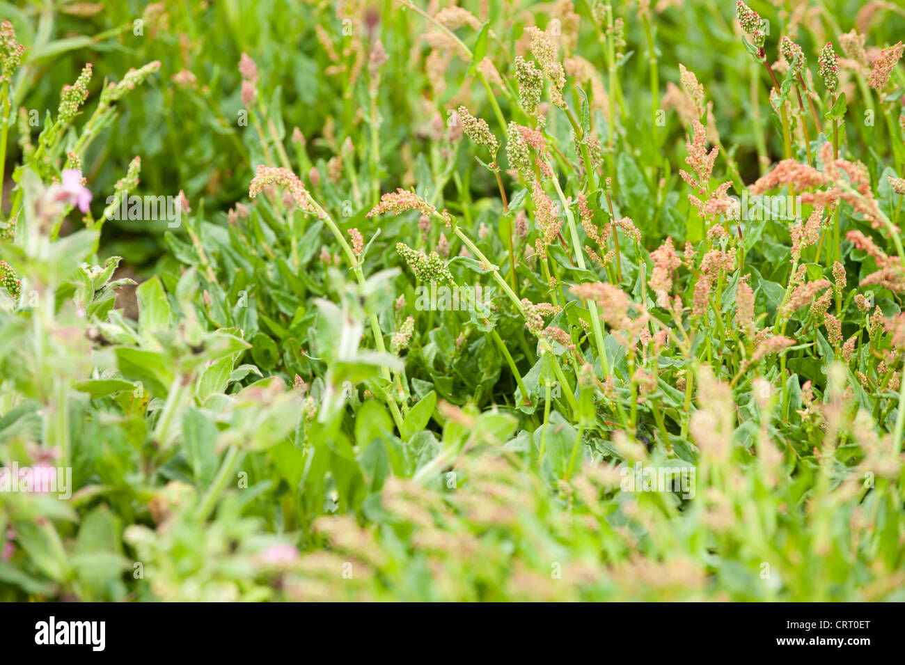 Common Sorrel, Rumex acetosa Stock Photo