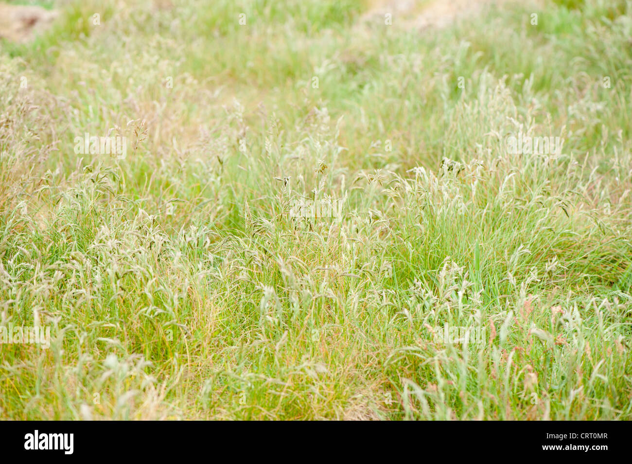 Red Fescue Grass, Festuca rubra Stock Photo