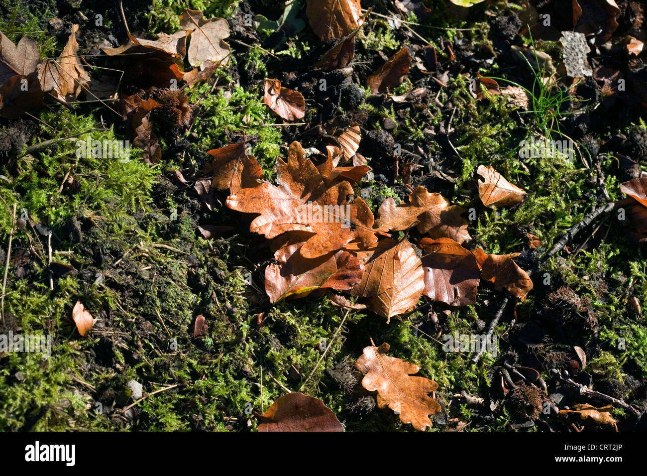 English oak autumn leaves quercus robur hi-res stock photography and ...
