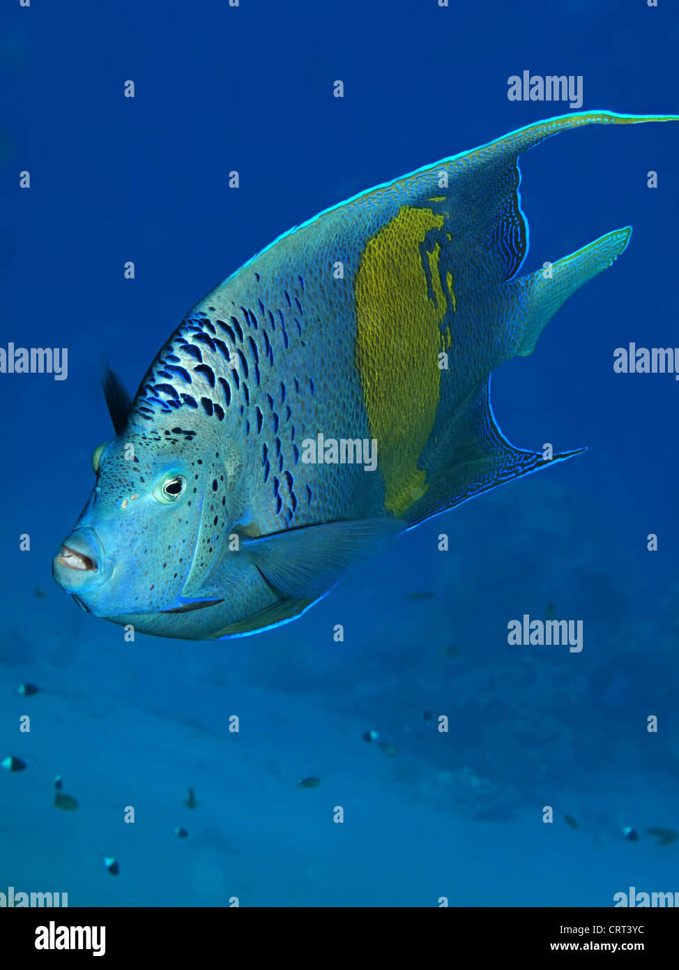 Yellowbar Angelfish (Pomacanthus maculosus) Stock Photo