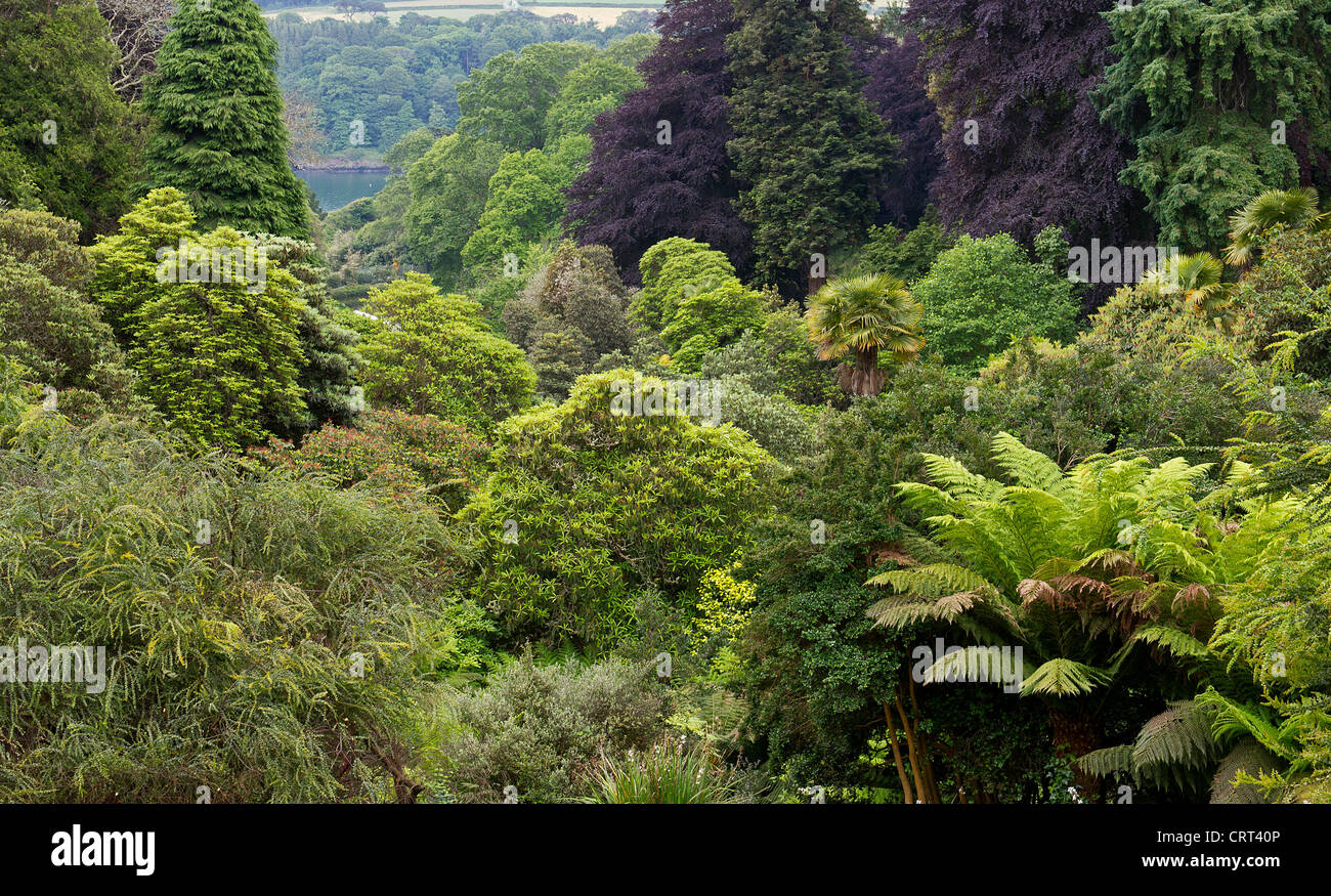 Trebah Garden, a sub-tropical paradise with a stunning coastal backdrop. One of the Great Gardens of Cornwall UK. Stock Photo