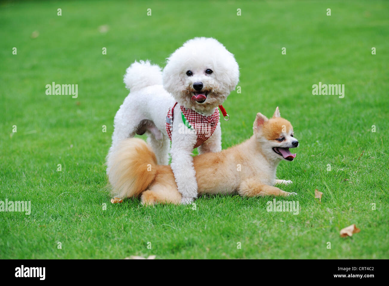 pomeranian mixed with bichon frise