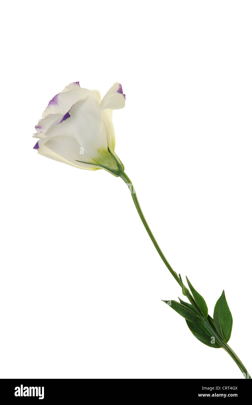 Single balloon flower isolated on white background Stock Photo - Alamy