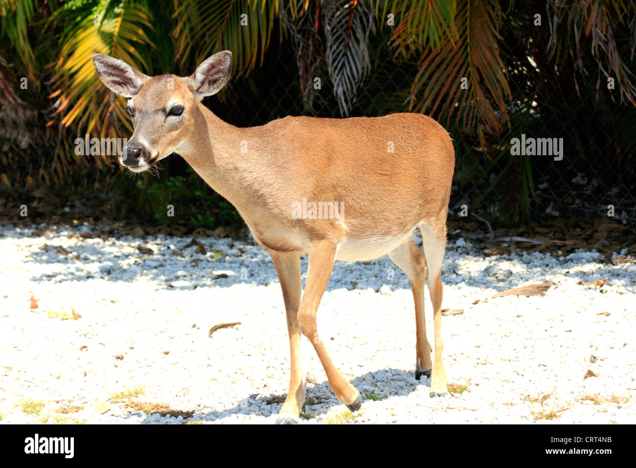 Key Deer in the Key Deer Refuge in the Florida Keys, USA Stock Photo