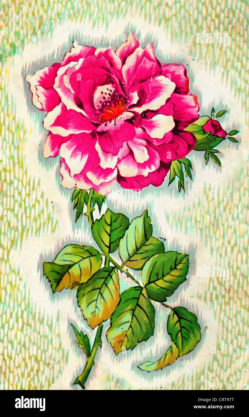 Vintage illustration of rose Stock Photo