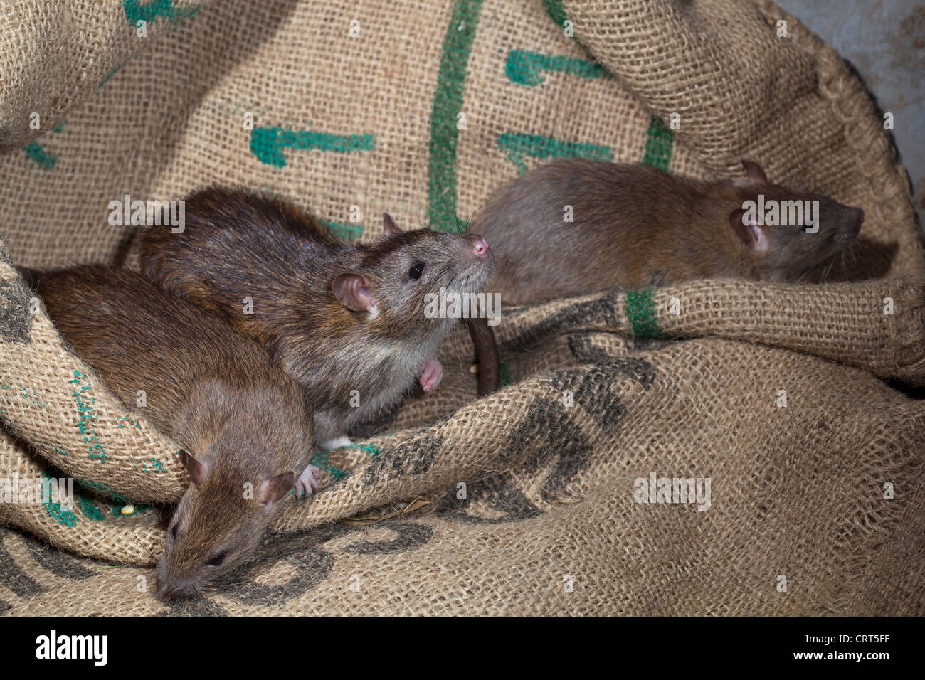 Brown Rats (Rattus norvegicus). Amongst cereal hessian food bags. Stock Photo