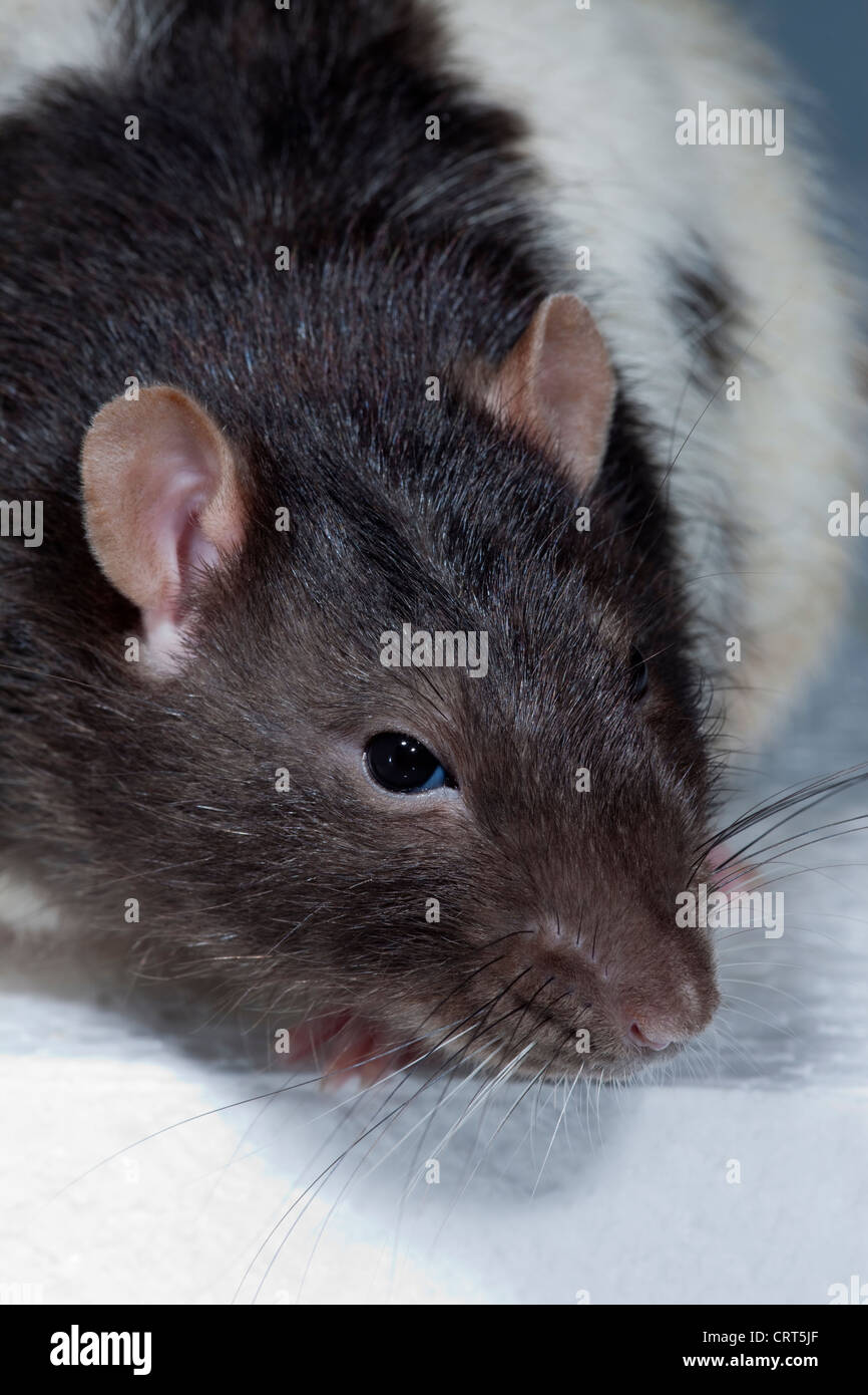 Hooded or Pied Rat (Rattus norvegicus). Domesticated form, bred for