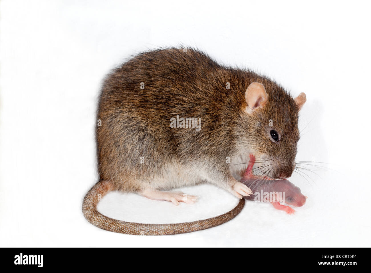 Brown Rat (Rattus norvegicus). Mother cleaning recently born young. Stock Photo