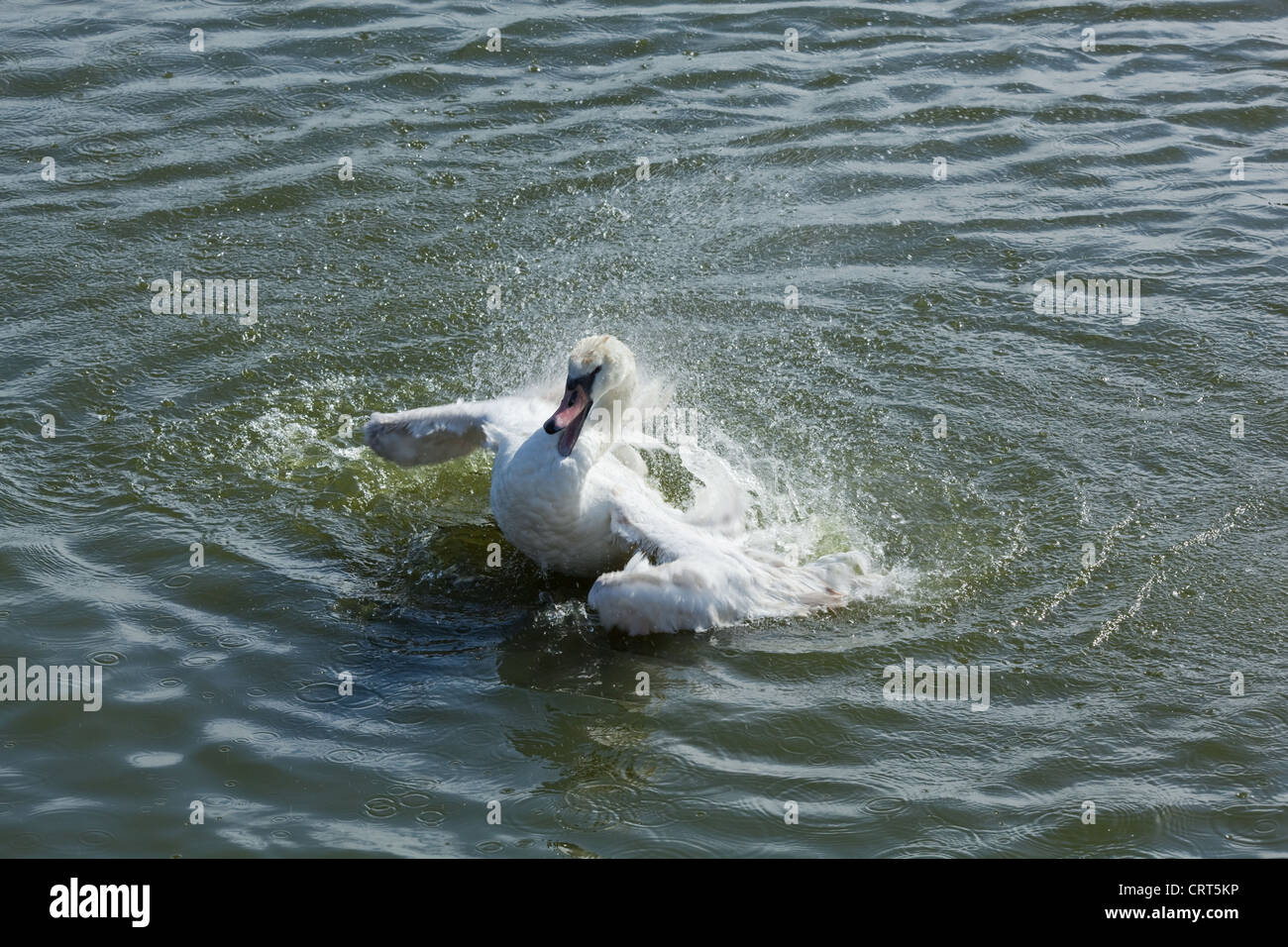 Mute Swan (Cygnus olor). Bathing. Immature bird. Wroxham. Norfolk Broads. Stock Photo