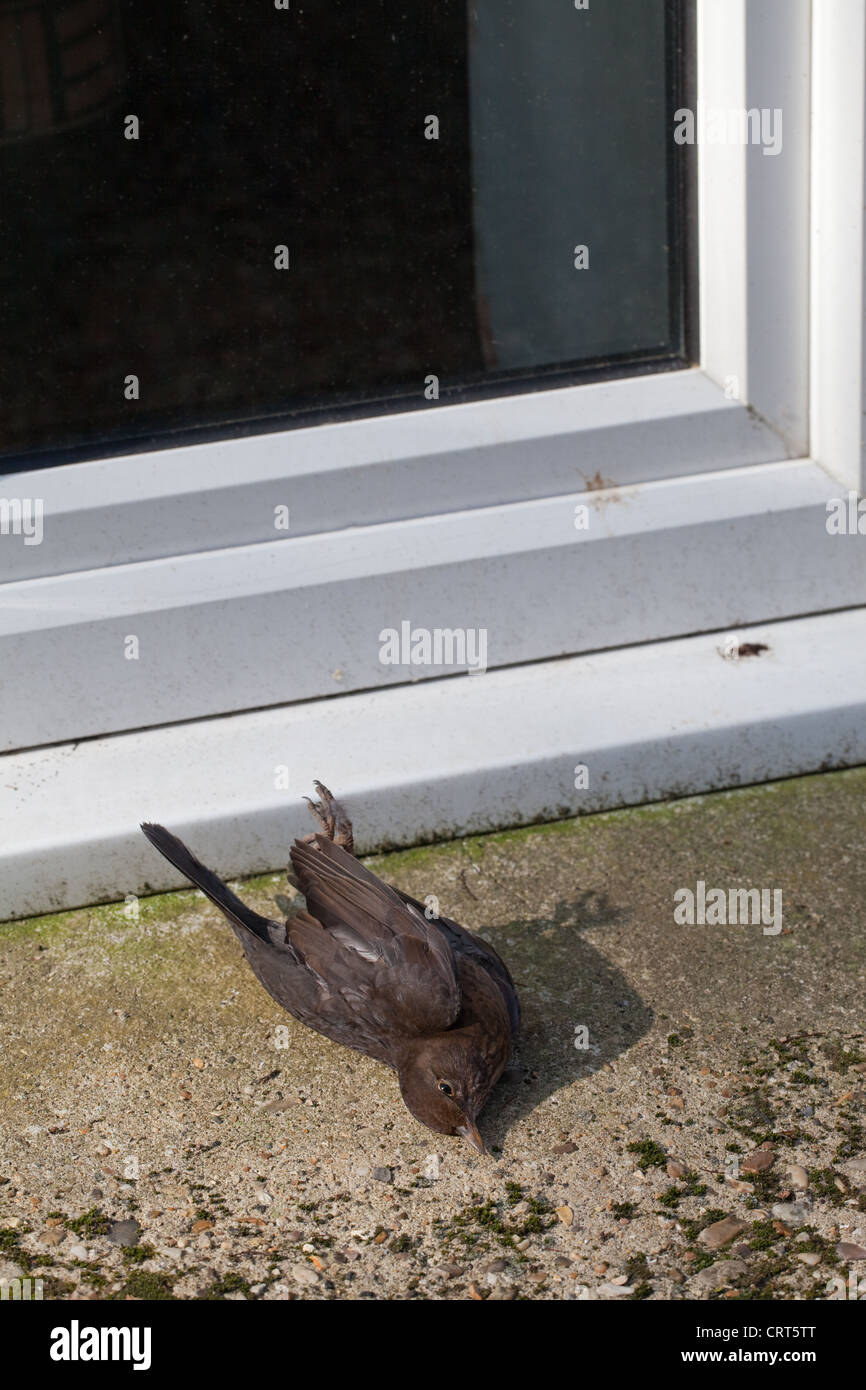 Blackbird (Turdus merula). Window casuality. Bird flew into glass without realising its presence, with fatal consequence. Stock Photo