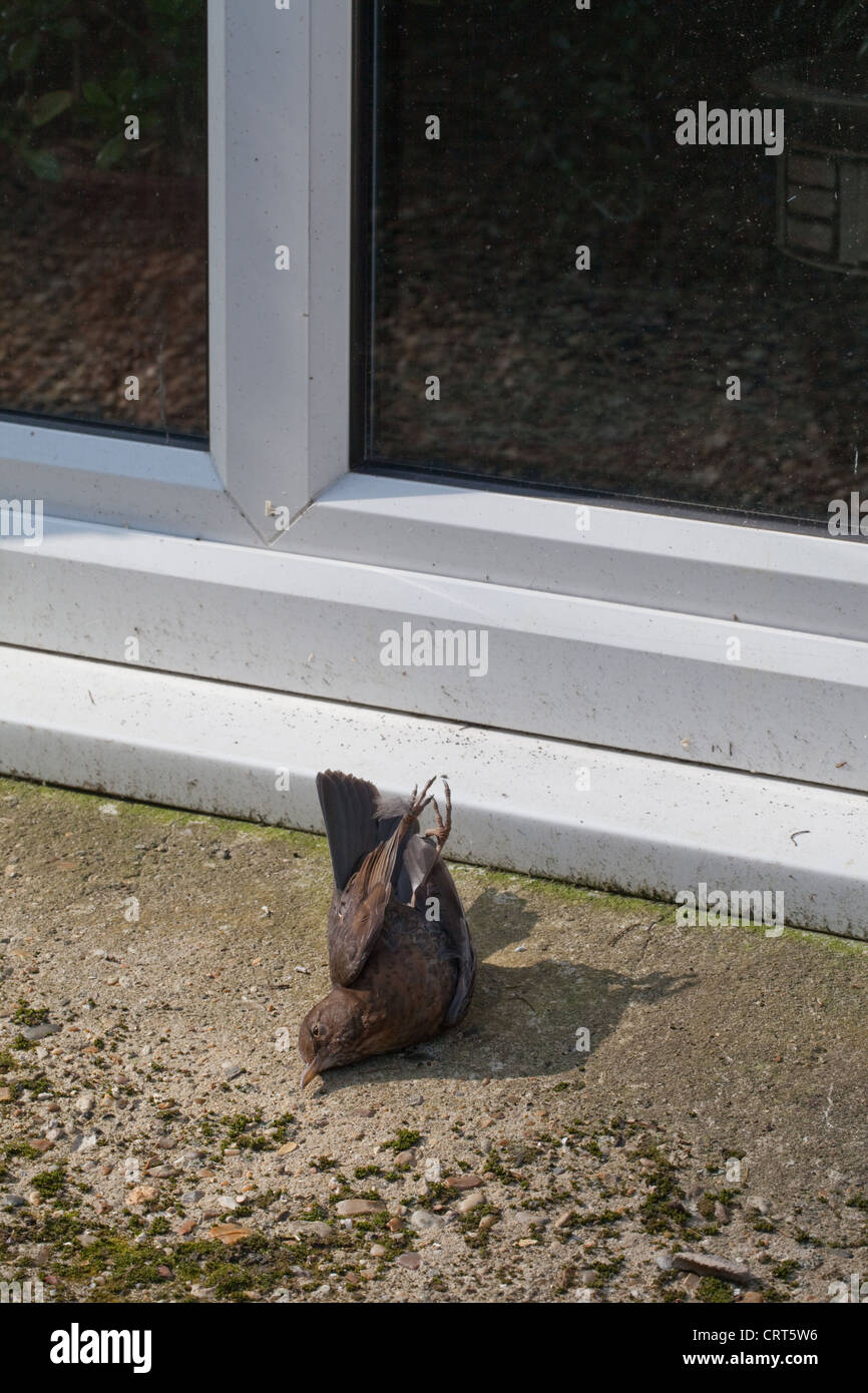 Blackbird (Turdus merula). Window casuality. Bird flew into glass without realising its presence, with fatal consequence. Stock Photo