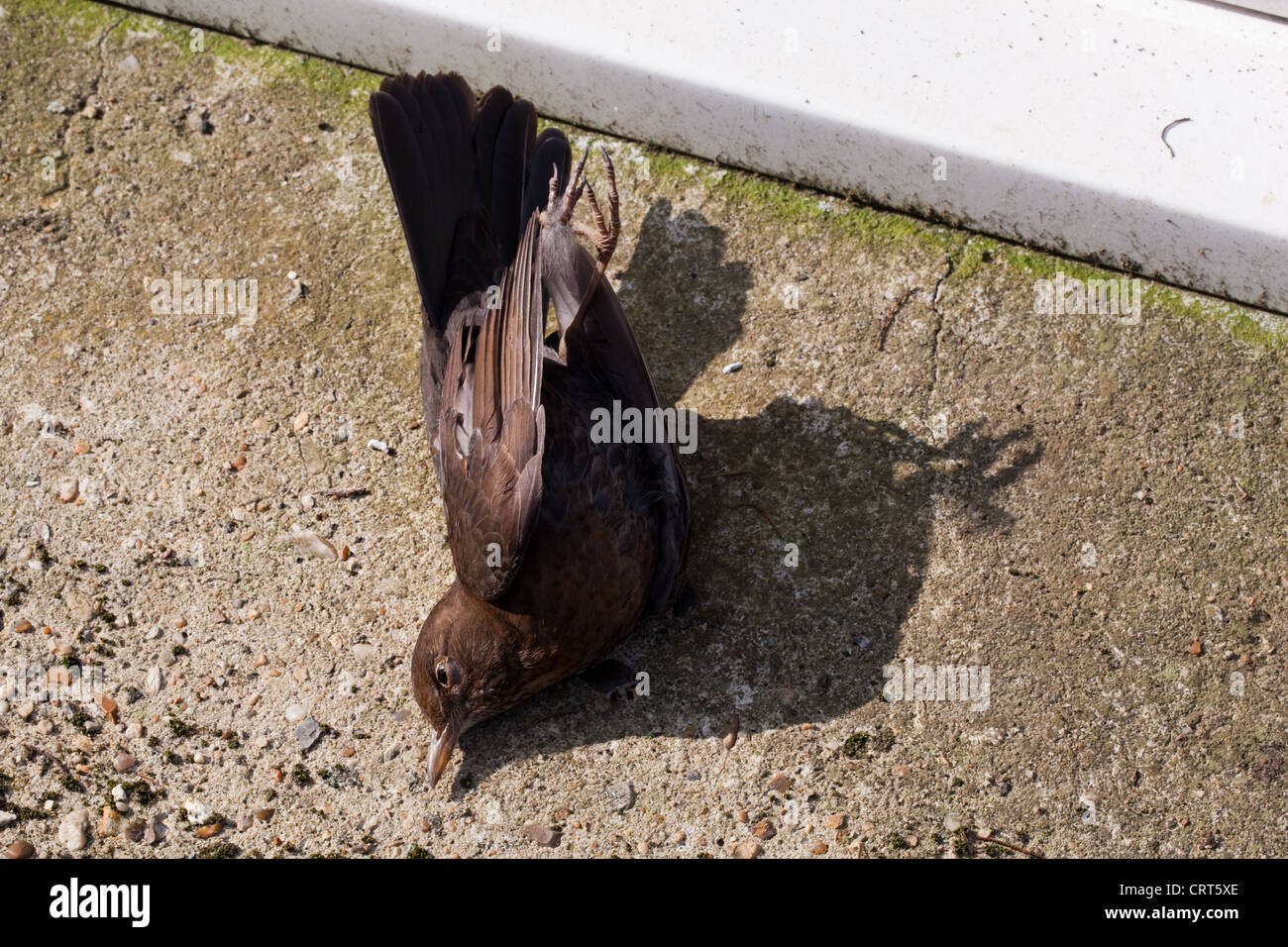 Blackbird (Turdus merula). Window casuality. Bird flew into glass without realising its presence, with fatal consequence. Stock Photo