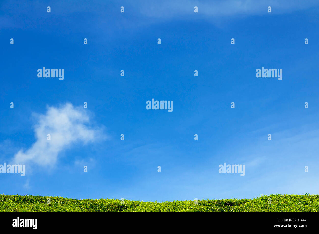 Meadow with green grass and blue sky with clouds Stock Photo - Alamy