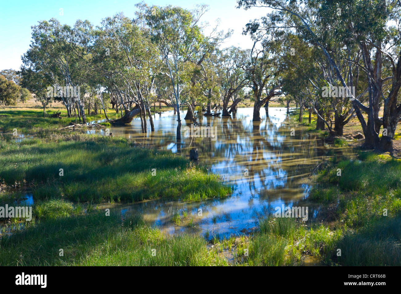 River Red Gum Trees, Bullenbung Creek, near Lockhart, New South Wales, Australia Stock Photo