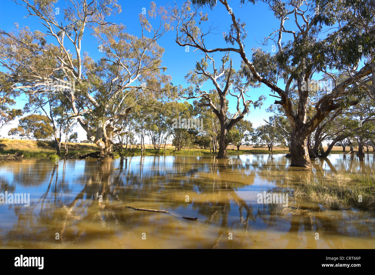 River Red Gum Tree, Bullenbung Creek, near Lockhart, New South Wales