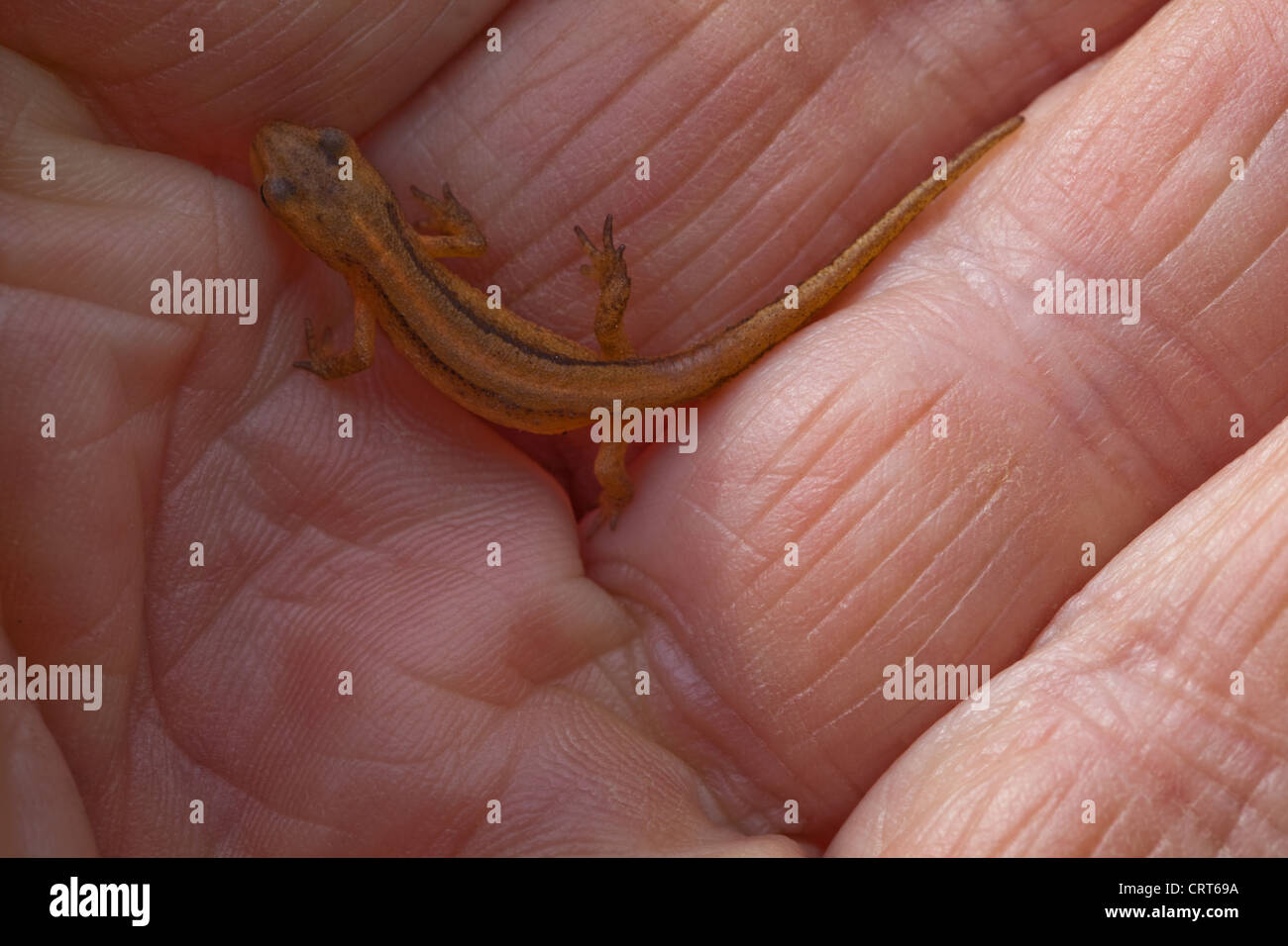 Smooth Newt (Triton vulgaris). Over wintered, metamorphosed from tadpole, young newt.Terrestrial living in damp soils. Stock Photo