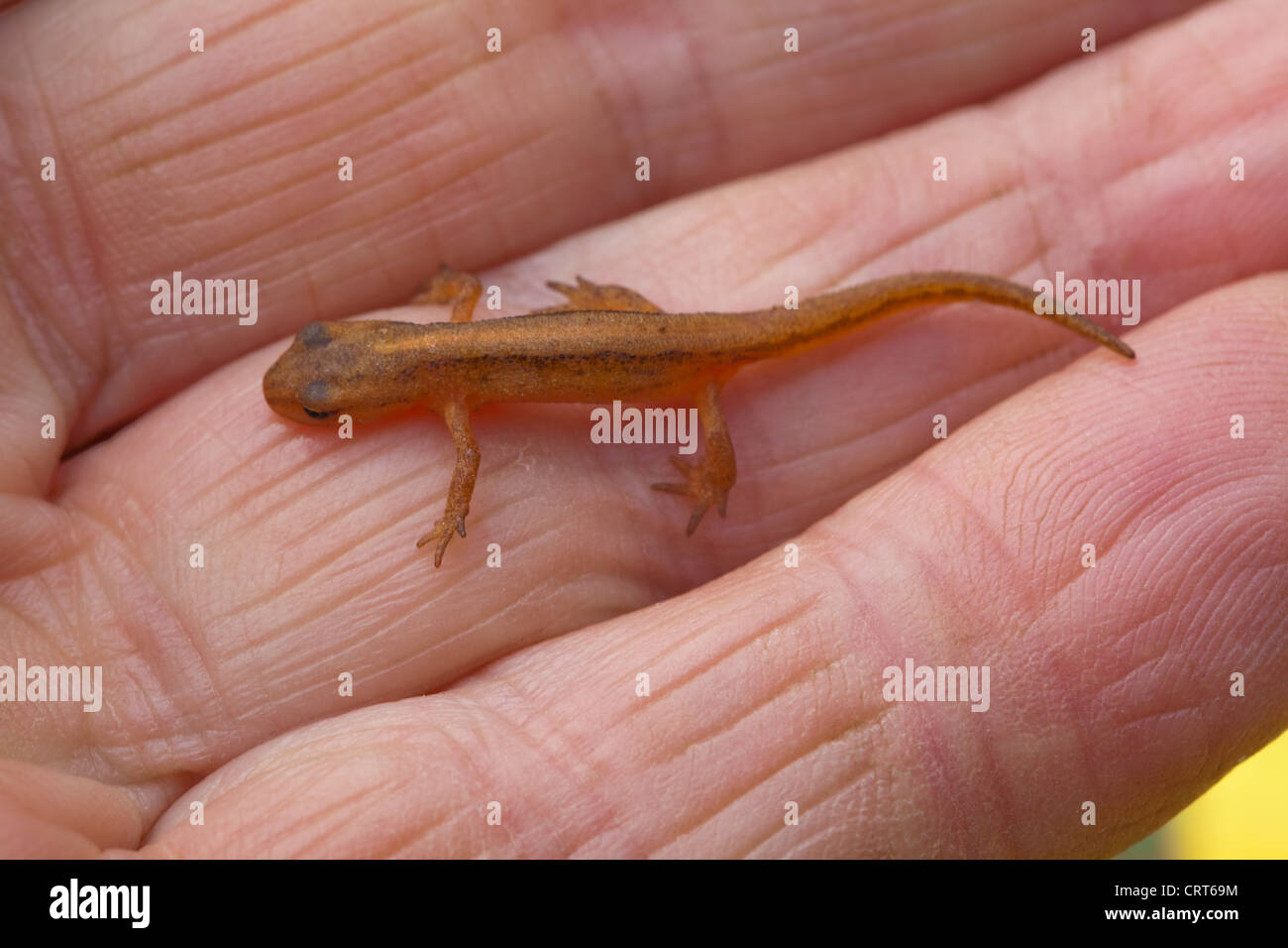 Smooth Newt (Triton vulgaris). Over wintered, metamorphosed from tadpole, young newt.Terrestrial living in damp ground. Stock Photo