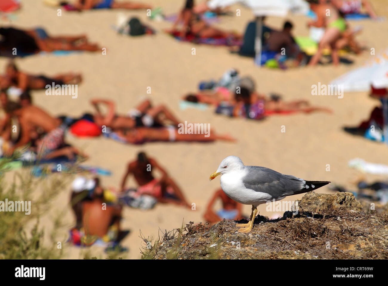 Seagull perched on a rock in Praia da Luz, Algarve, Portugal, Europe Stock Photo