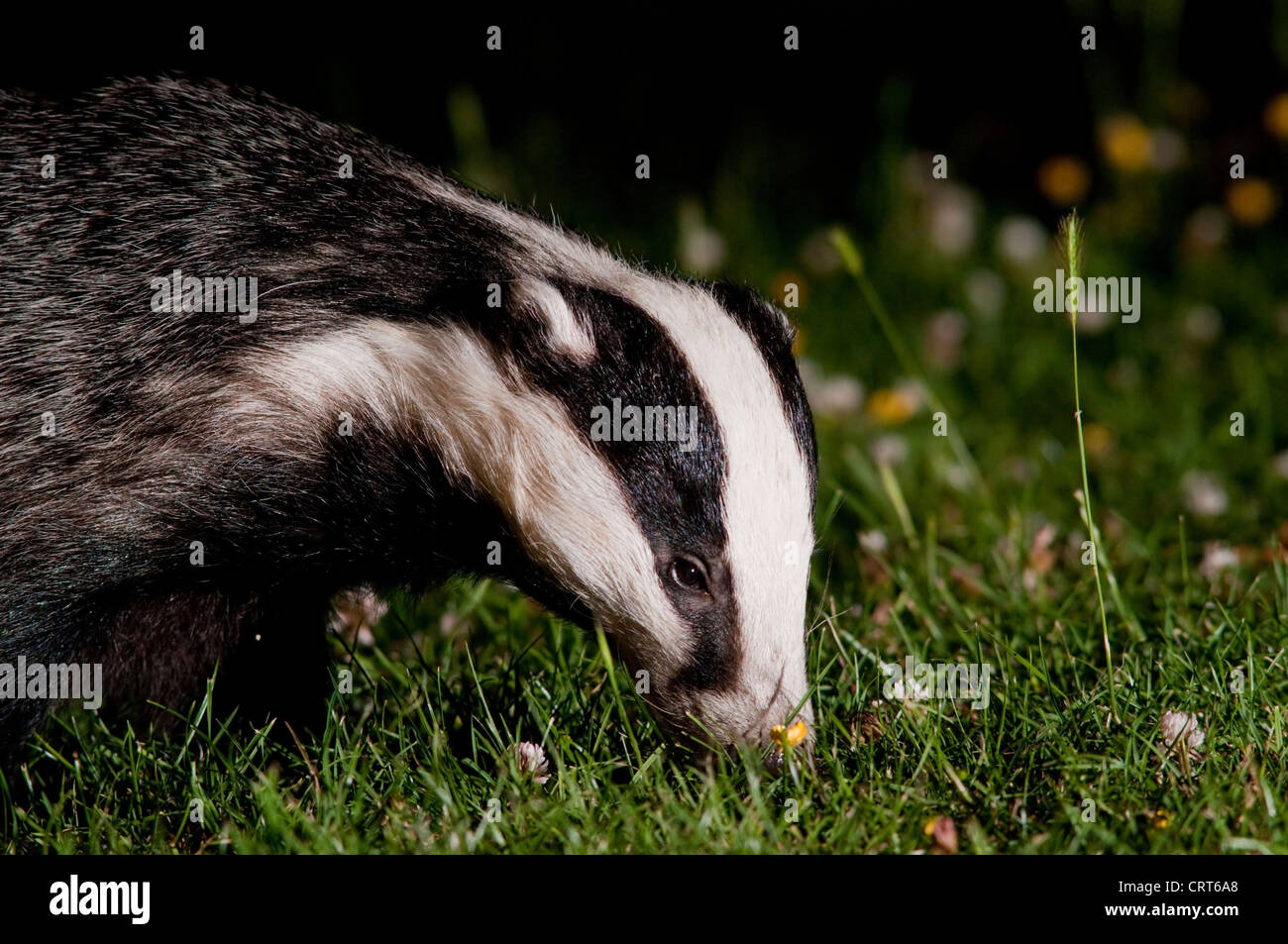 Head and shoulders of an adult eurasian badger (Meles meles) as it hunts for food on grass Stock Photo