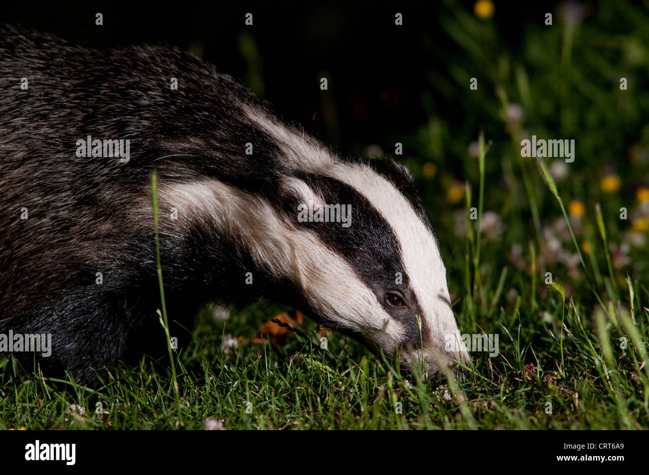 Head and shoulders of an adult eurasian badger (Meles meles) as it hunts for food on grass Stock Photo