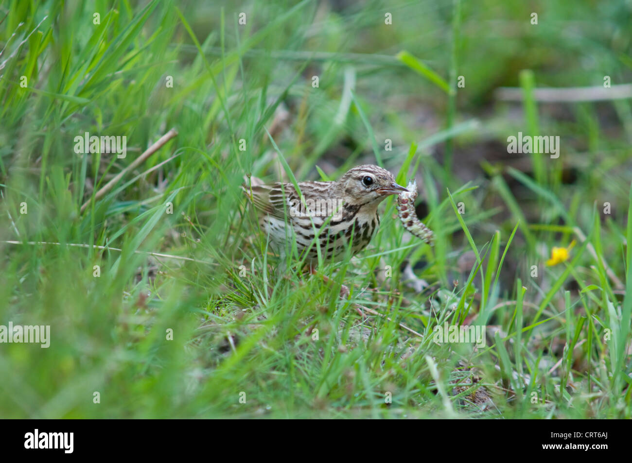 A tree pipit finds a large caterpillar in deep grass, New Forest, Hampshire, UK Stock Photo