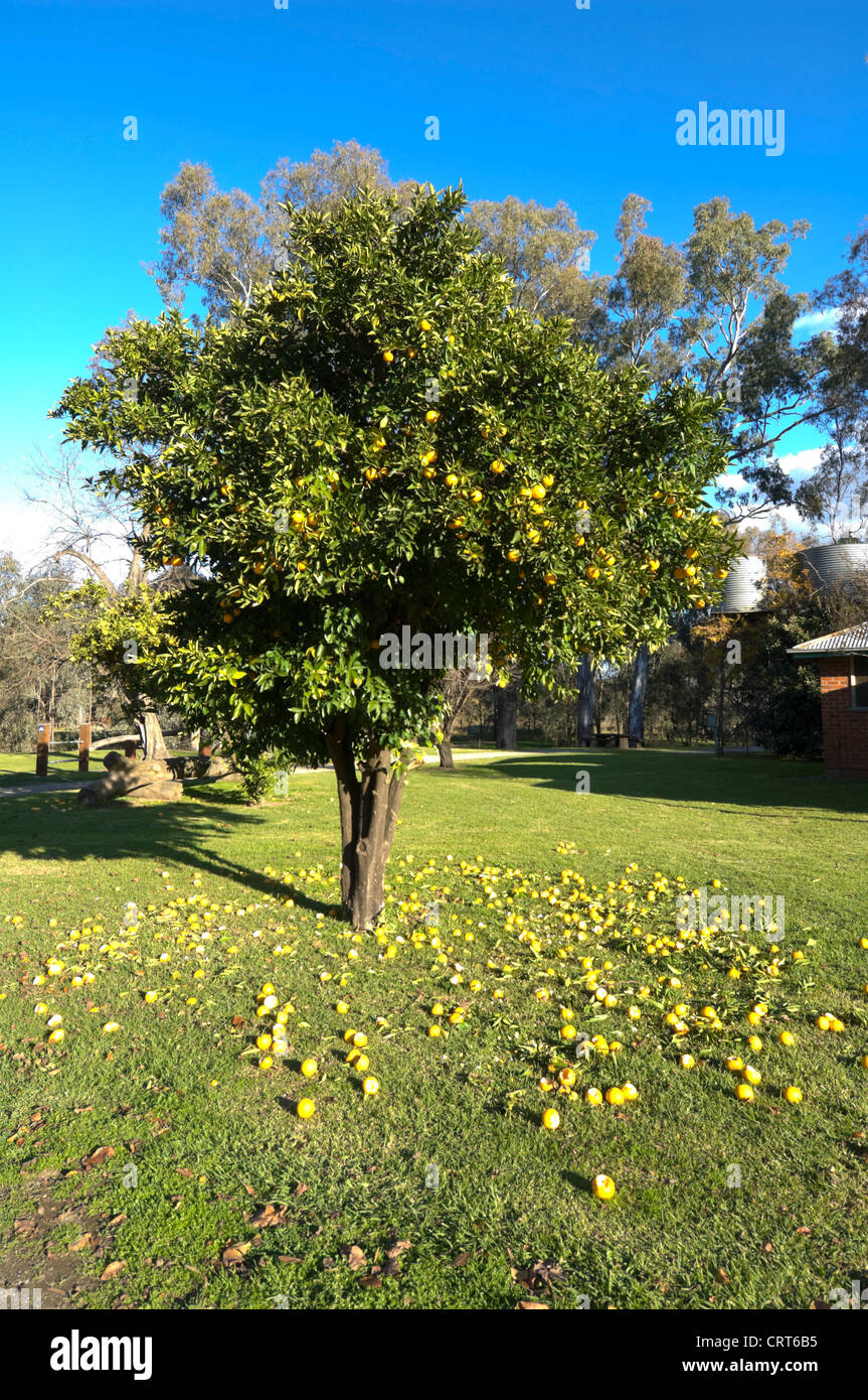 Orange Tree, Albury, New South Wales, NSW, Australia Stock Photo