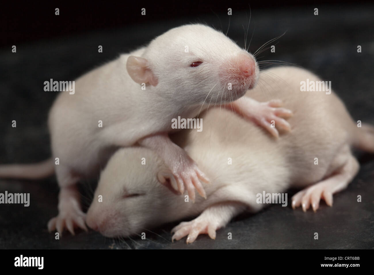 Domesticated White Rats (Rattus norvegicus). 12 days old baby, 'pup' rats. Albino, showing pink eyes beginning to open for first Stock Photo