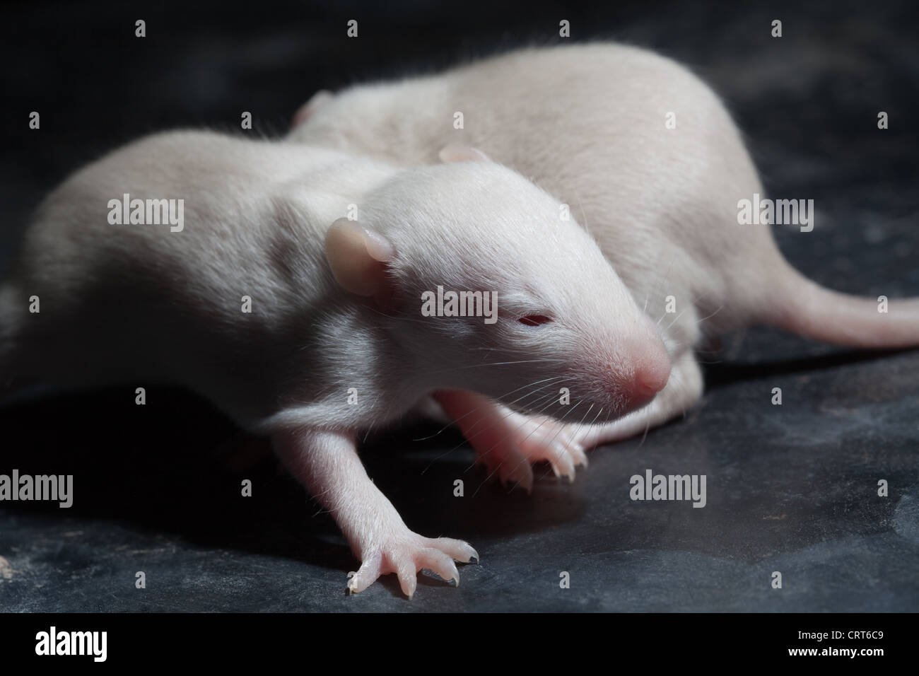 Domesticated White Rats (Rattus norvegicus). 12 days old baby, 'pup' rats. Albino, showing pink eyes beginning to open. Stock Photo