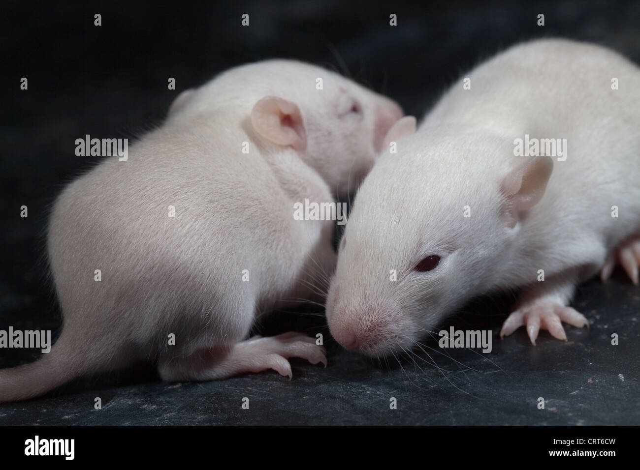 Domesticated Rats (Rattus norvegicus). 13 days old baby, 'pup' rats. Albino, showing pink eyes beginning to open for first time. Stock Photo